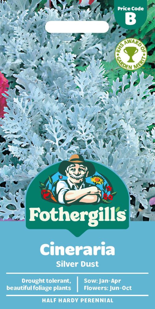 Cineraria Silver Dust