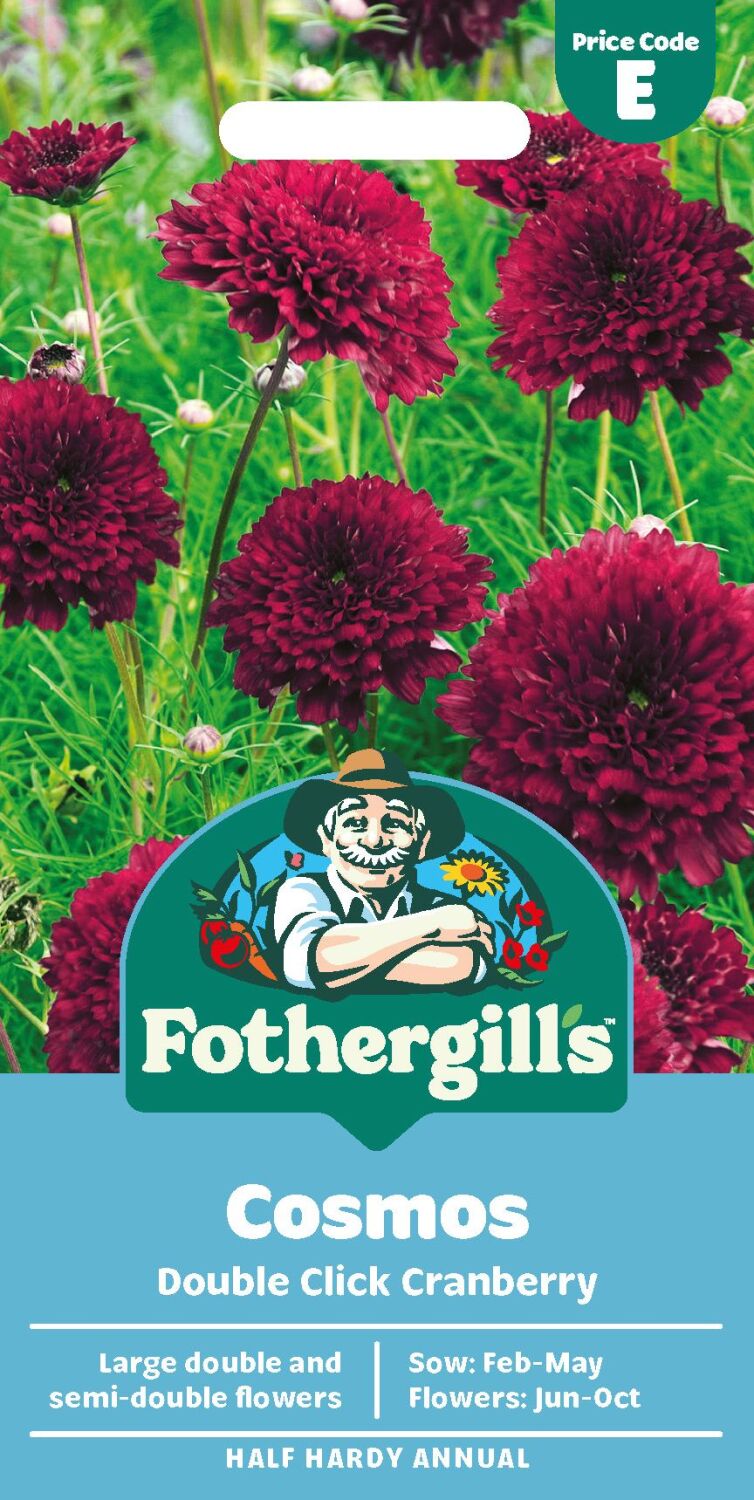 Cosmos Double Click Cranberries