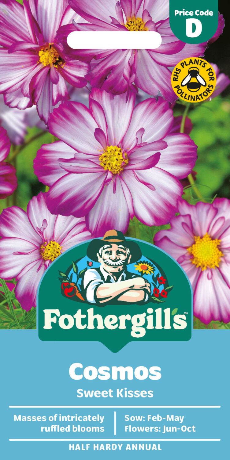 Cosmos Sweet Kisses