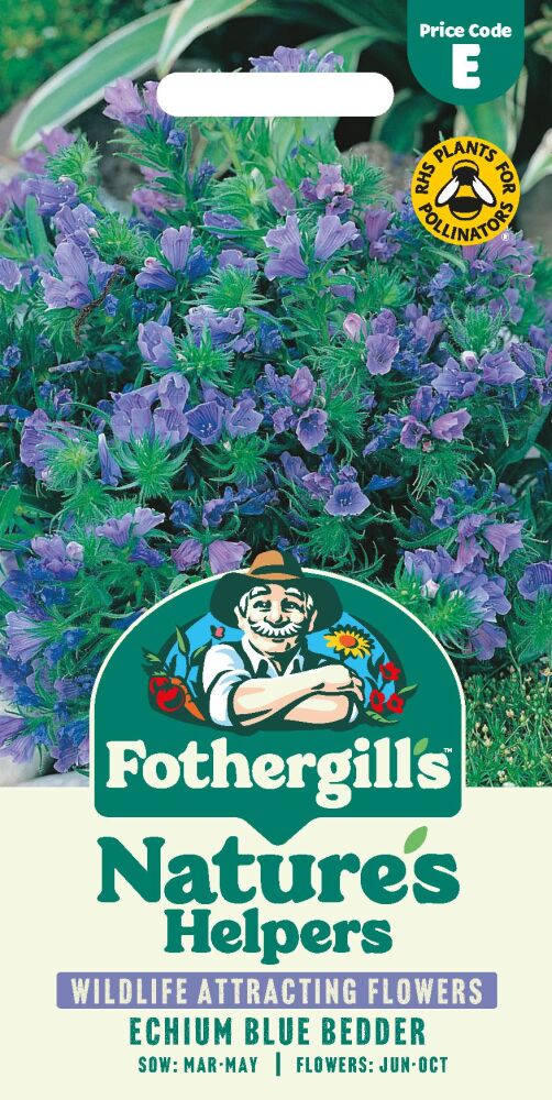 Echium Blue Bedder
