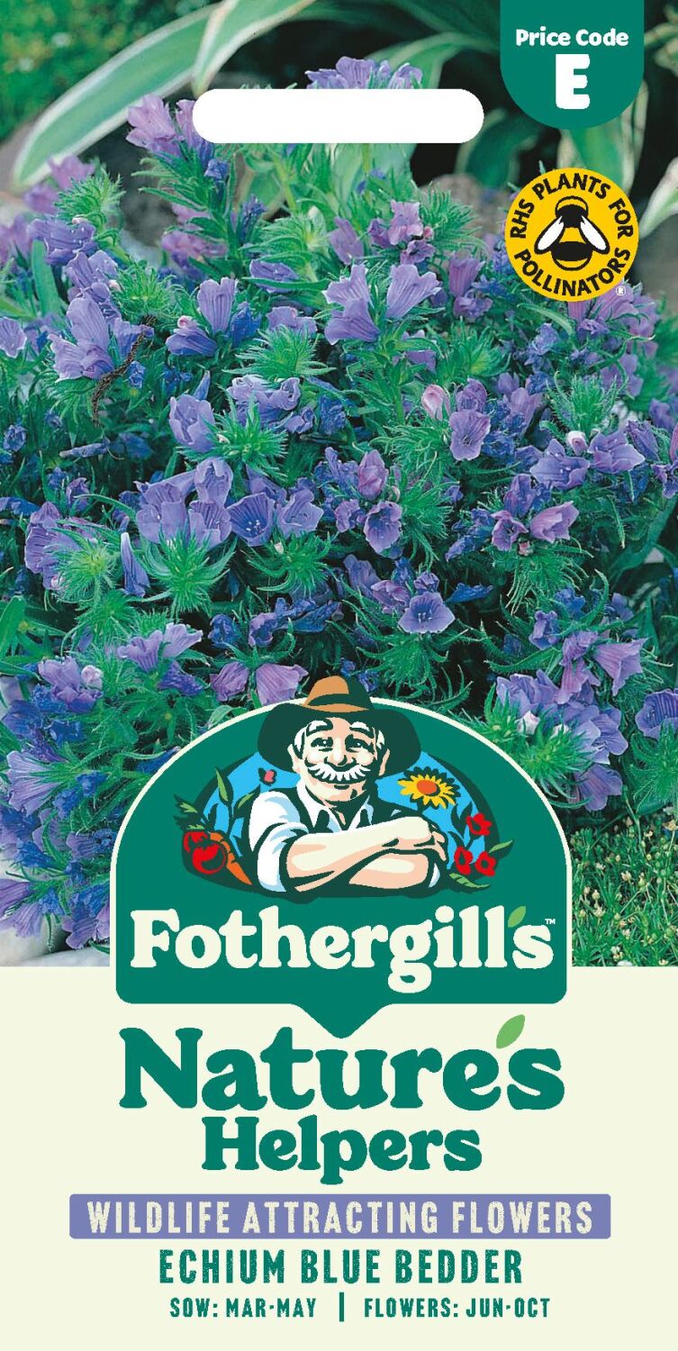 Echium Blue Bedder