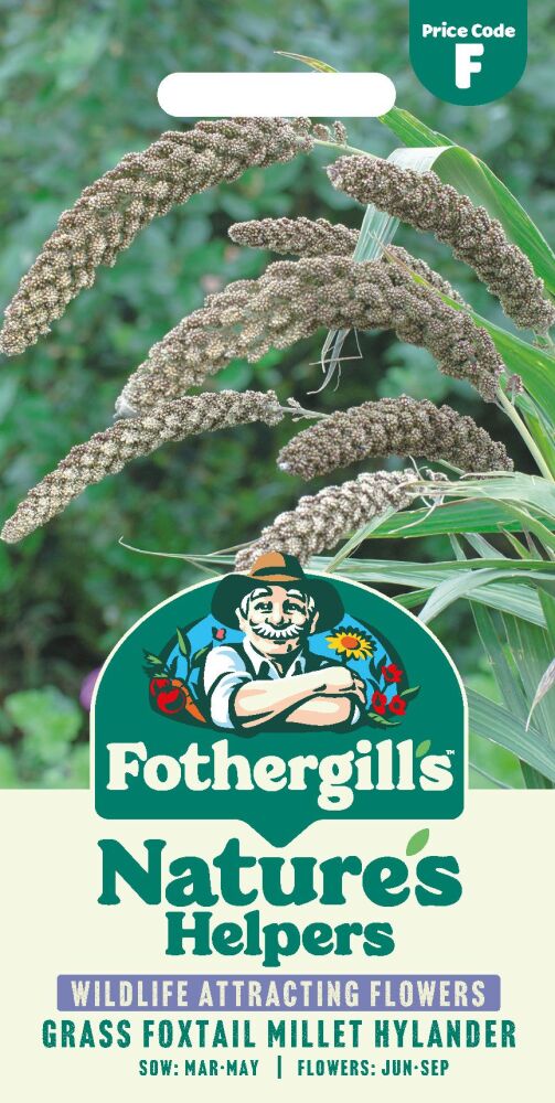 Grass Foxtail Millet Hylander