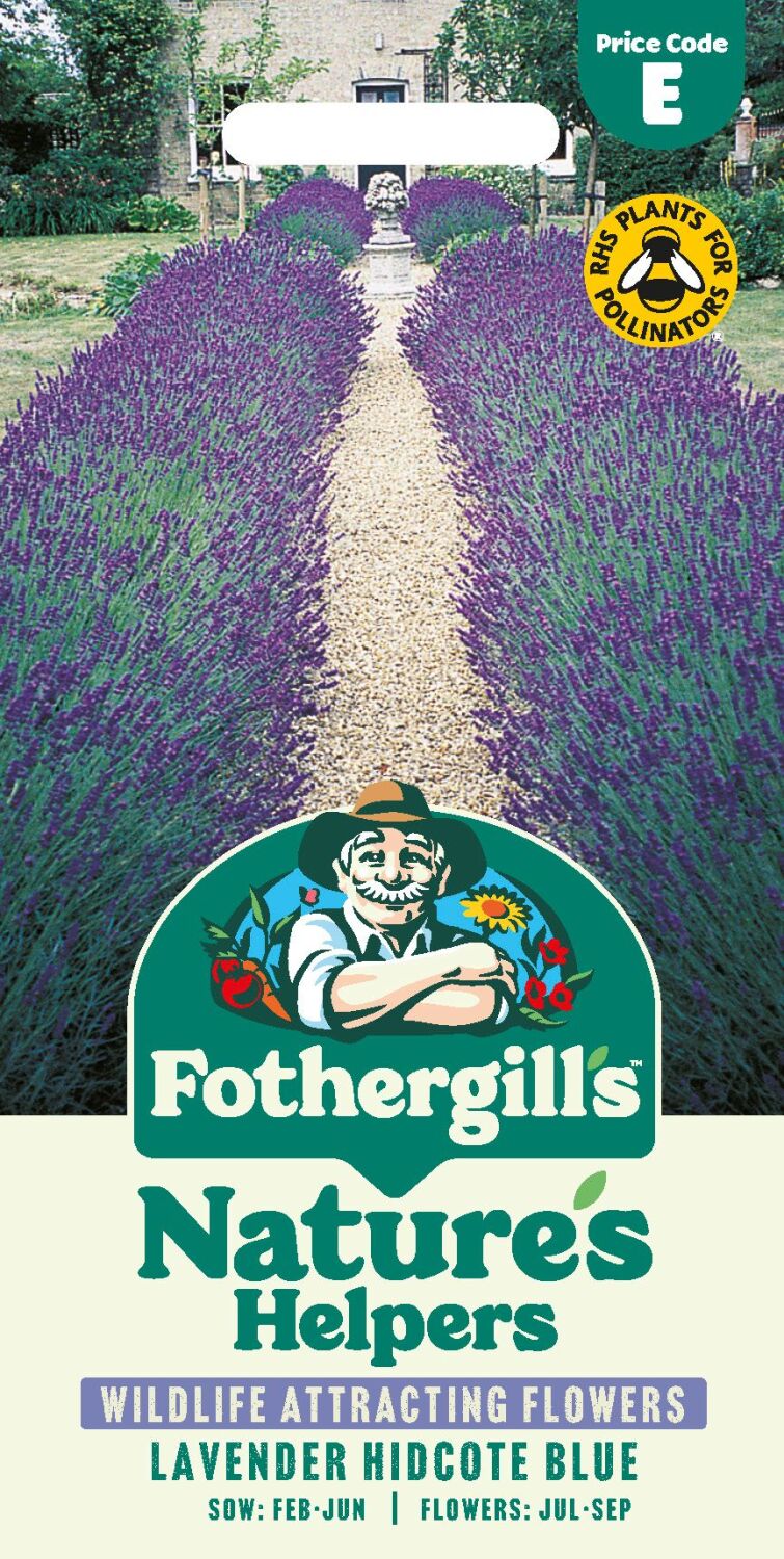 Lavender Hidcote Blue