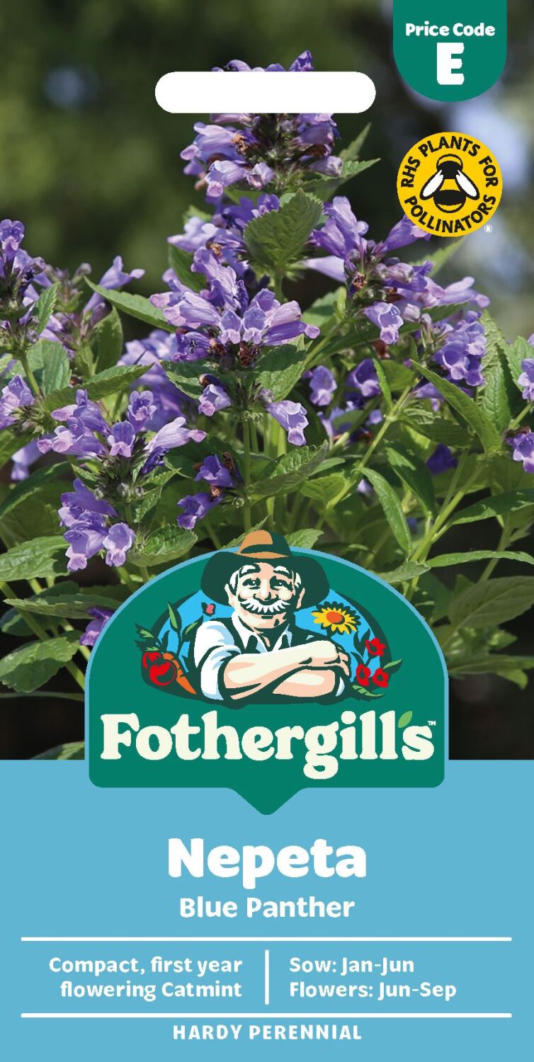 Nepeta Blue Panther