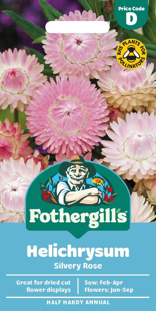 Helichrysum Silvery Rose