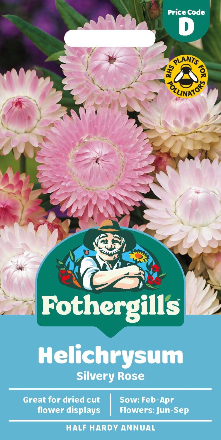 Helichrysum Silvery Rose