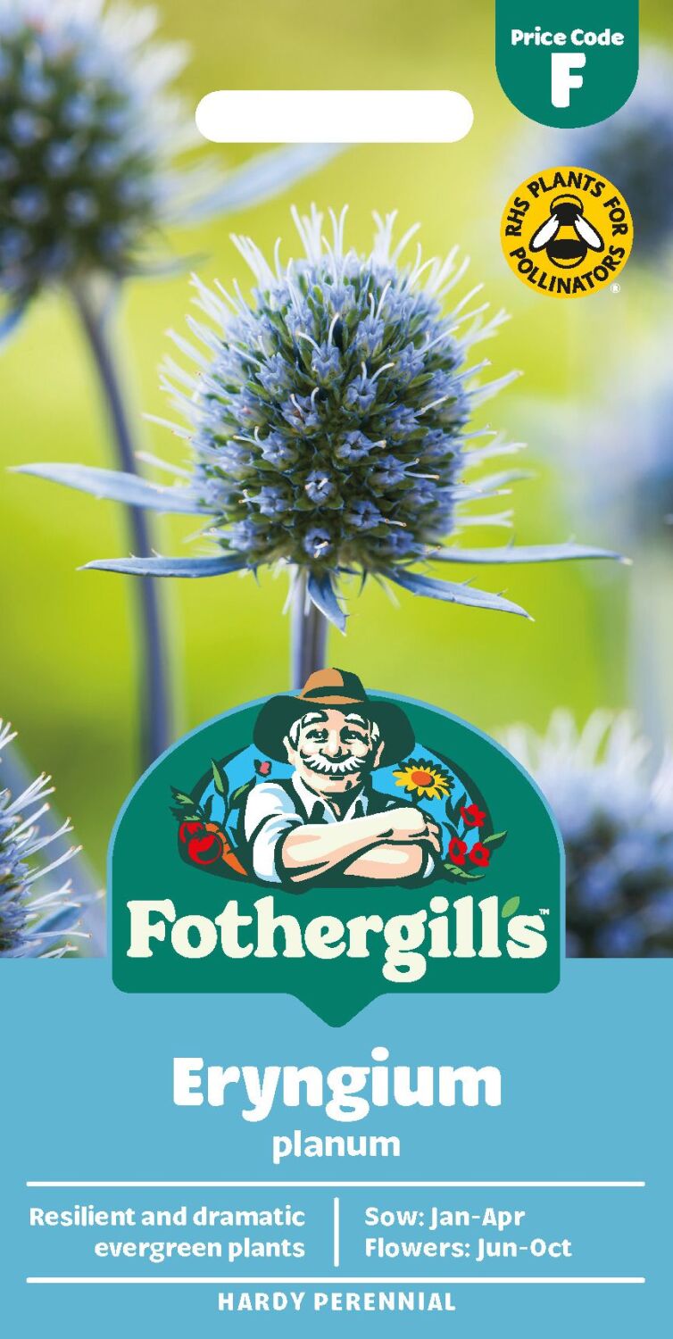 Eryngium Planum