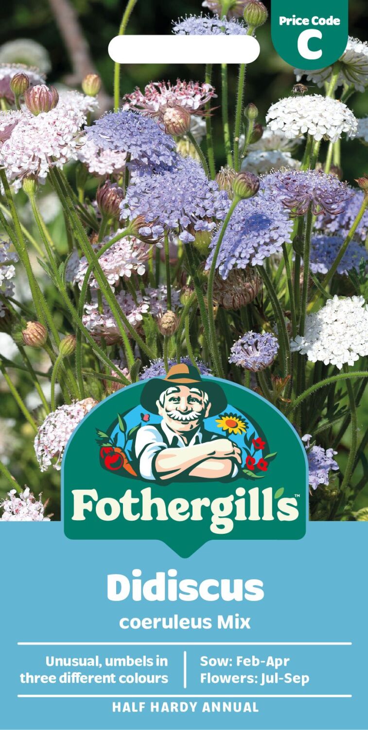 Didiscus Coeruleus Mix