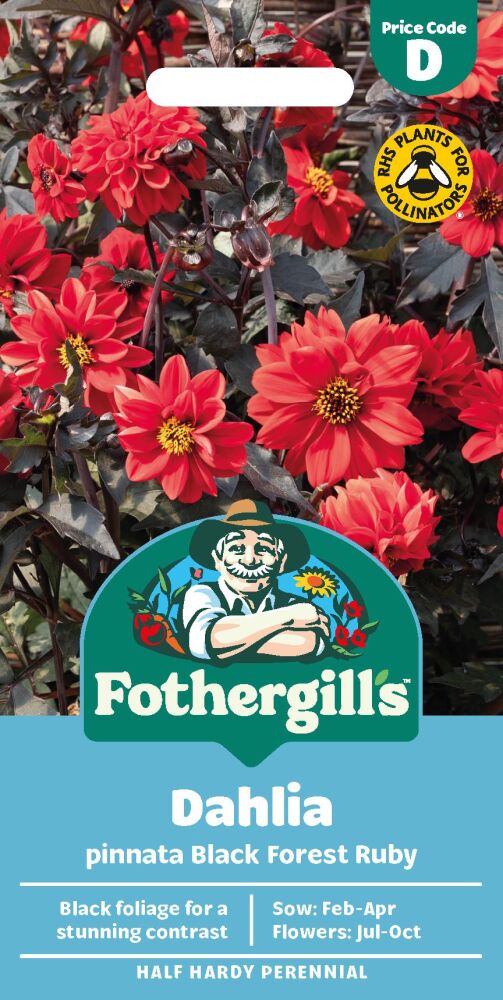 Dahlia Pinnata Black Forest Ruby
