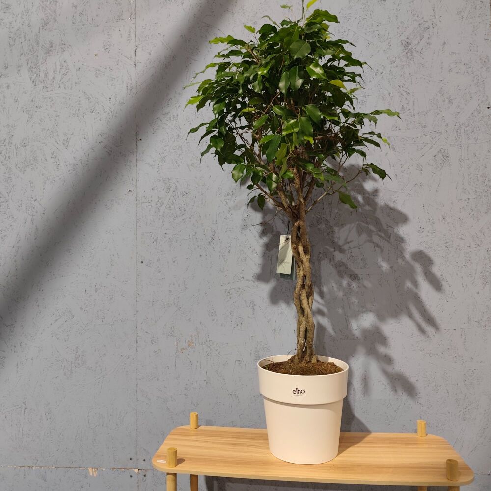 Ficus Benjammina Exotica - Braided Stem