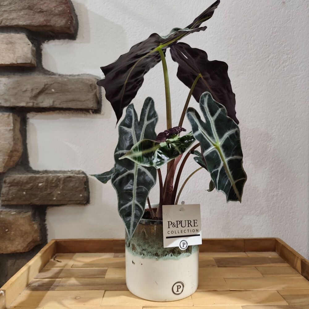 Alocasia Polly - 12cm ceramic pot included