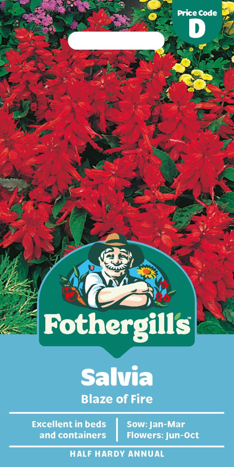 Salvia Blaze of Fire