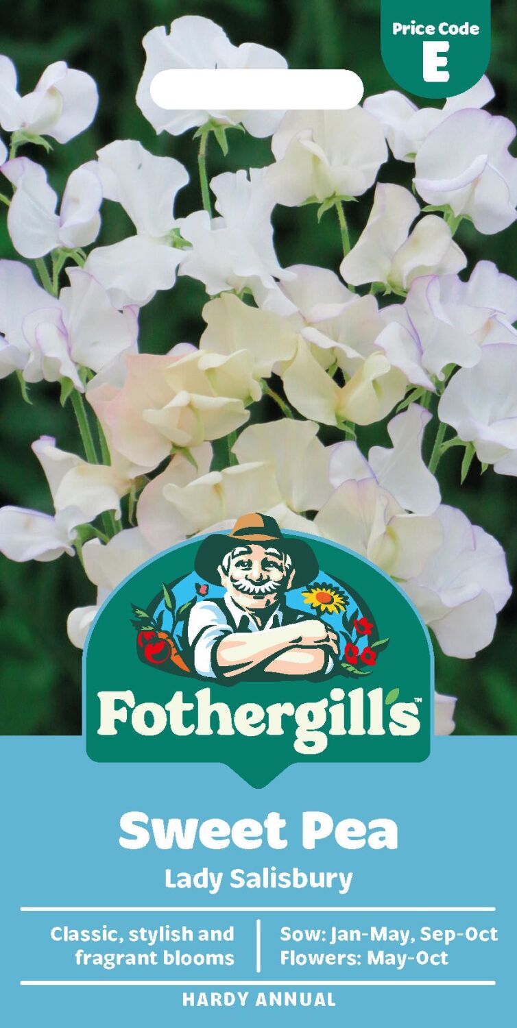 Sweet Pea Lady Salibury