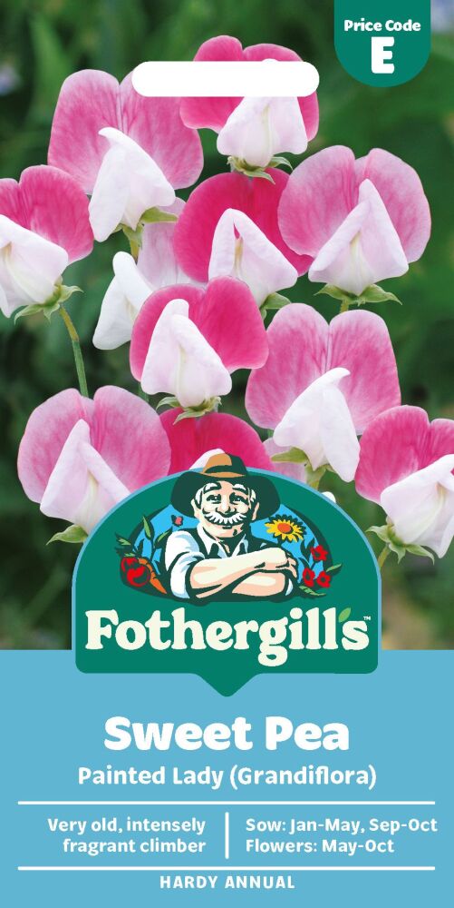 Sweet Pea Painted Lady (grandiflora)