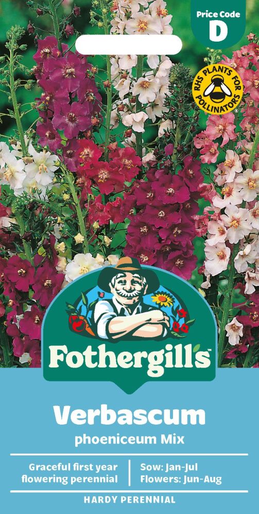 Verbascum phoeniceum Mixed