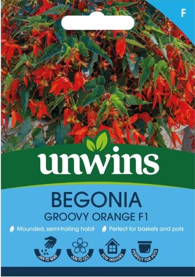 Begonia Groovy Orange