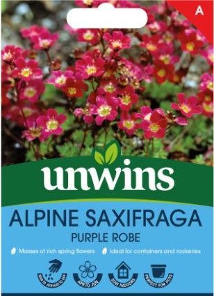 Alpine Saxifraga Purple RobeFlower
