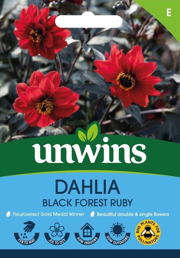 Dahlia Pinnata Black Forest Ruby