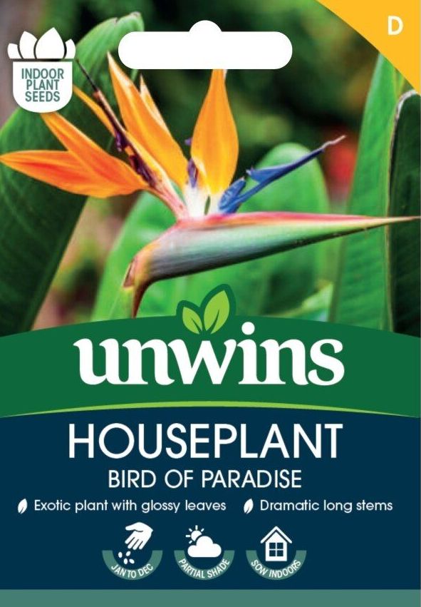 Houseplant Bird of Paradise - Strelitzia Reginae