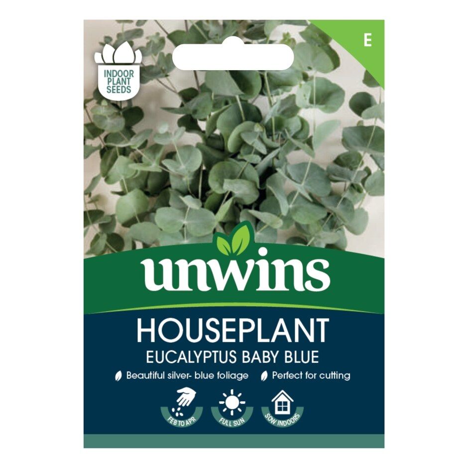 Houseplant Eucalyptus Baby Blue