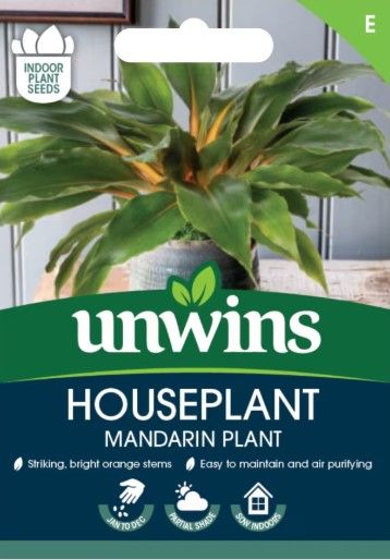 Houseplant Mandarin Plant - Chlorophytum Orchidastrum