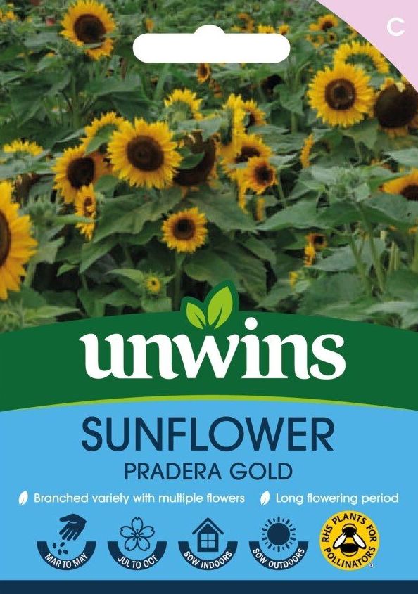 Sunflower Pradera Gold