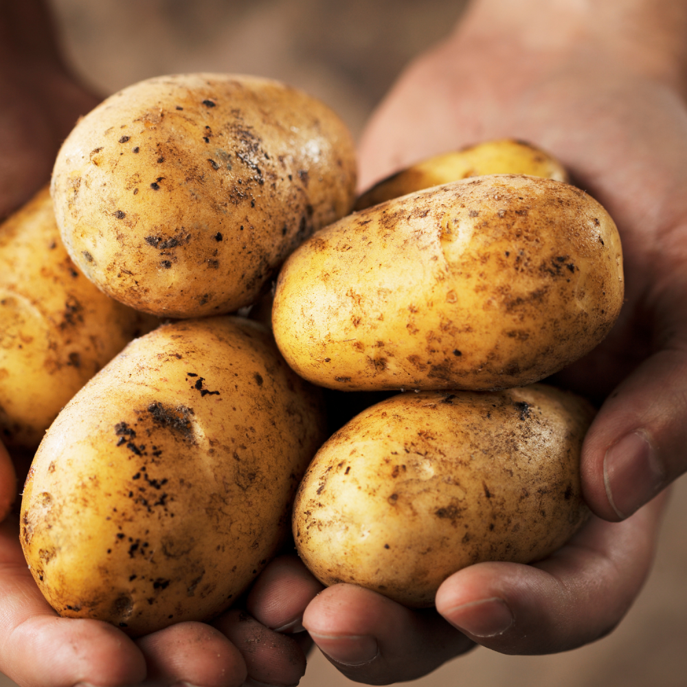 1st Early Seed Potato - Empress Salas Potato
