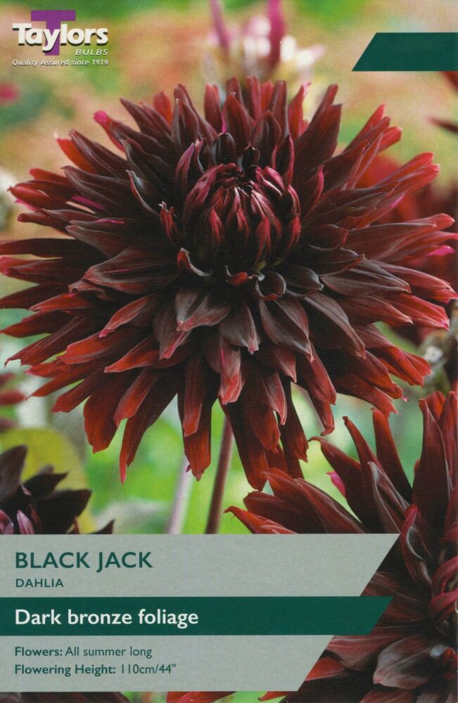 Dahlia Black Jack - 1 Bulb