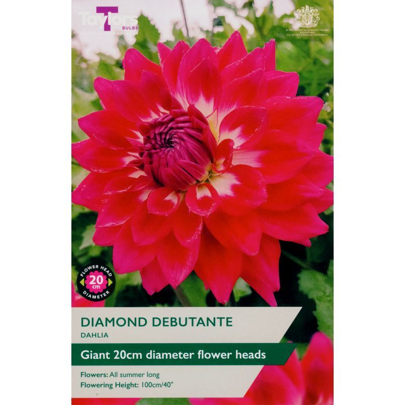 Dahlia Diamond Debutante - 1 Bulb