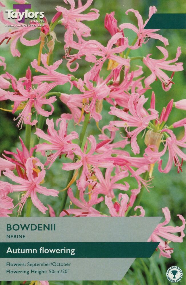 Nerine Bowdenii - 3 Bulbs