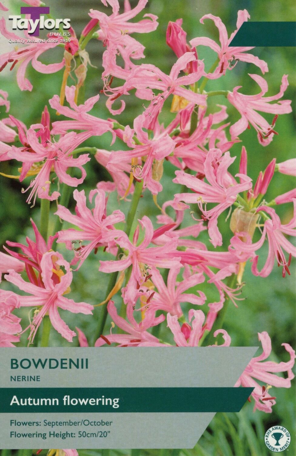 Nerine Bowdenii - 3 Bulbs