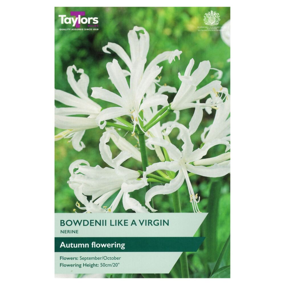 Nerine Bowdenii Like a Virgin - 3 Bulbs