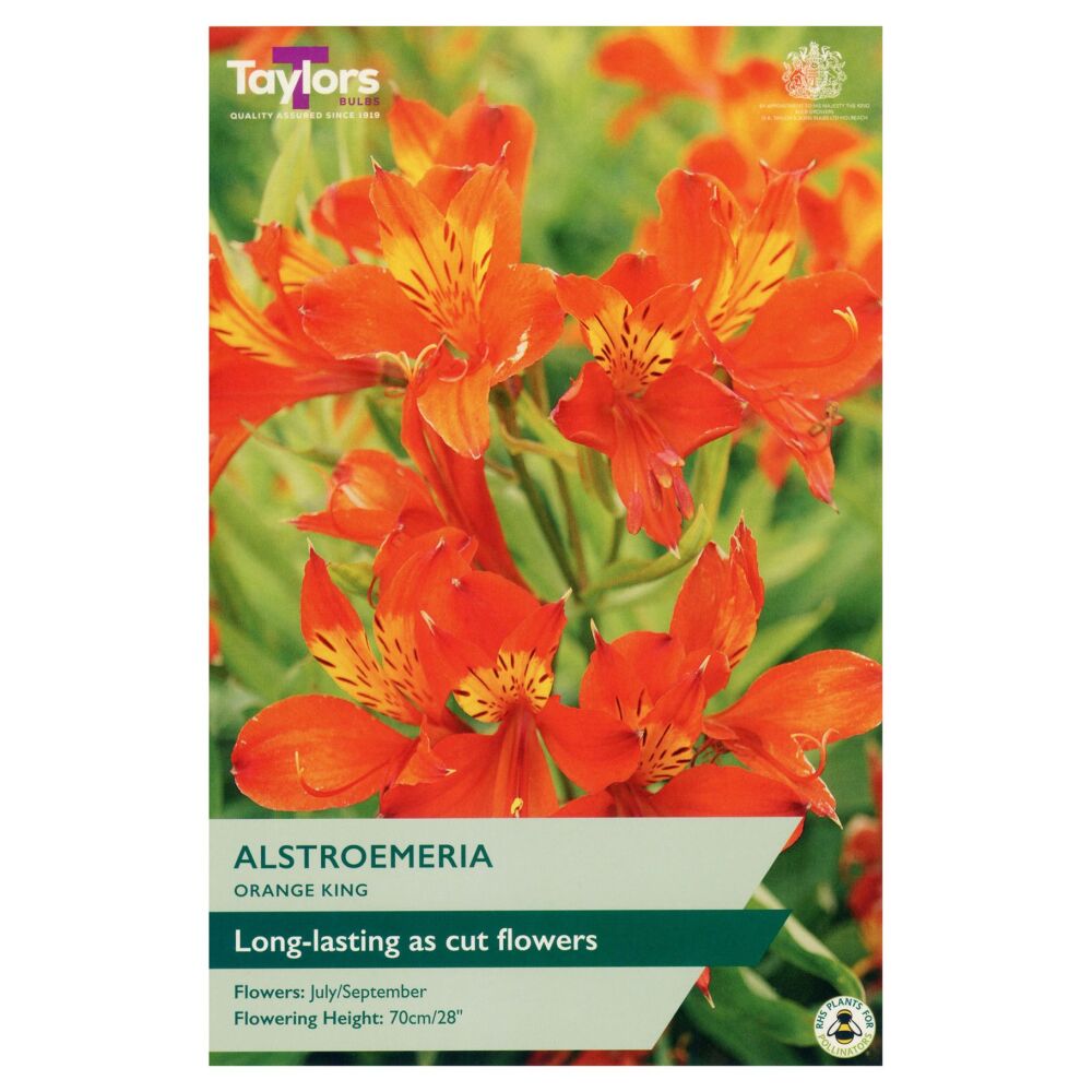 Alstromeria Orange King - 1 Bulb