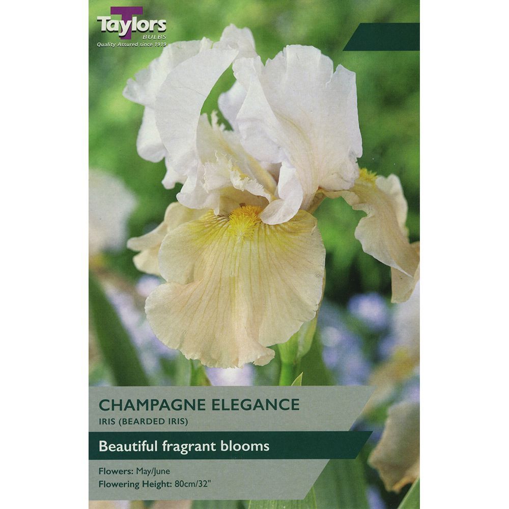 Iris Champagne Elegance  - Pack of 1 bulb