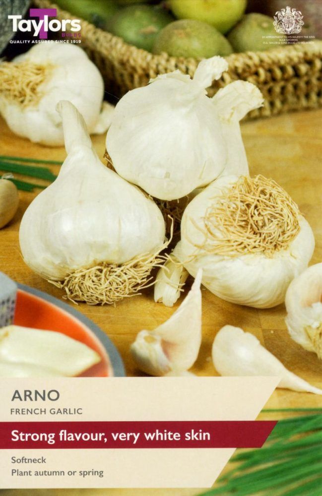 French Garlic Arno - 2 Bulbs