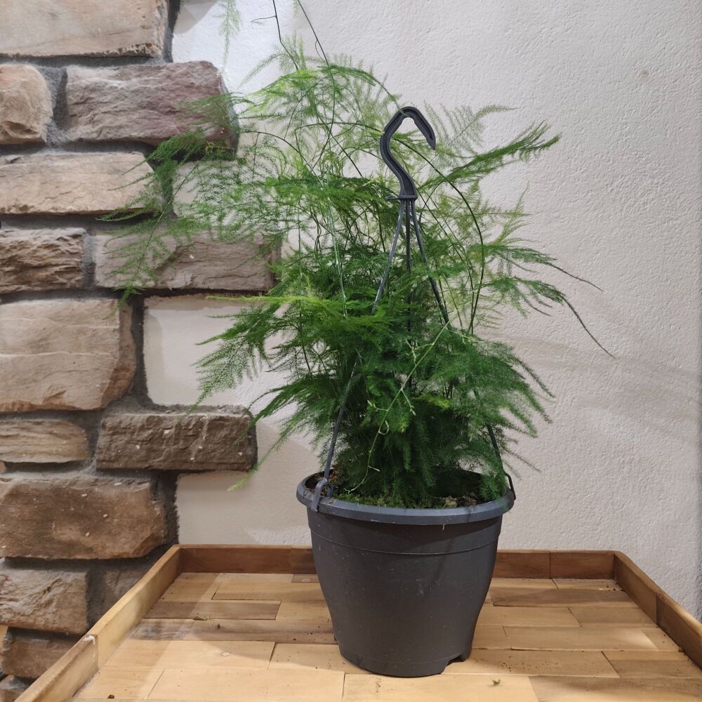 Asparagus Setaceus - Hanging pot