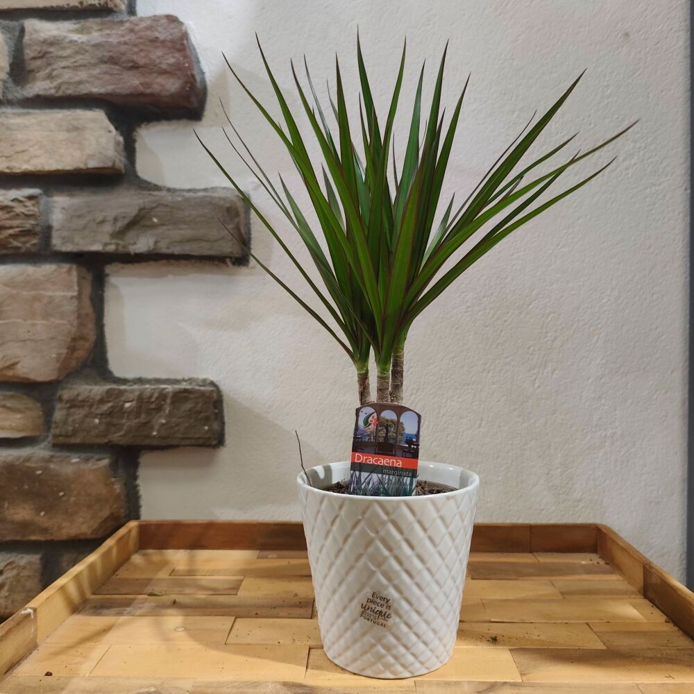 Dracaena Marginata