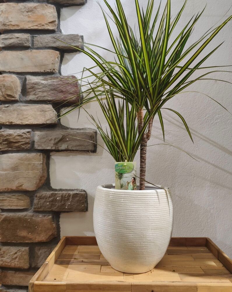 Dracaena Marginata Sunray