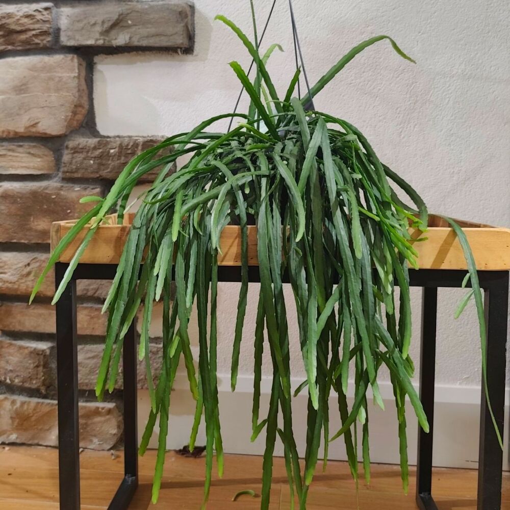 Lepismium Bolivianum