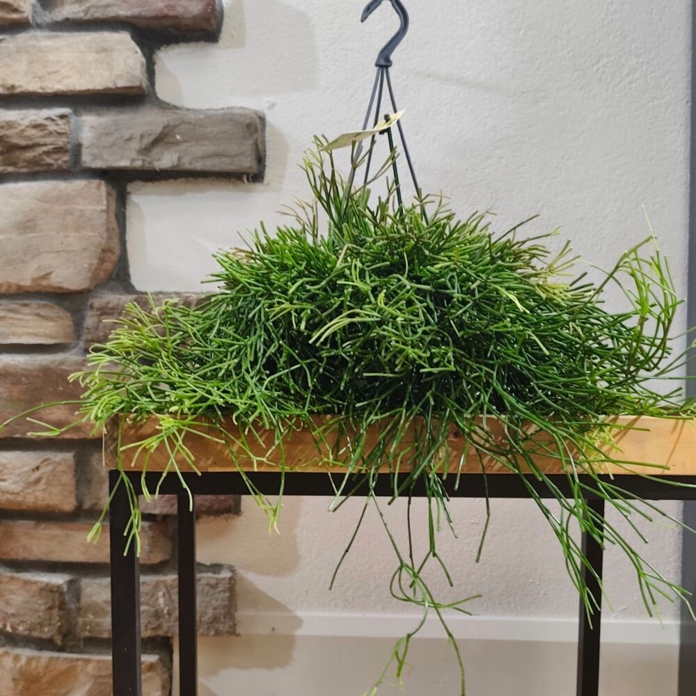 Rhipsalis Clavata - Hanging pot