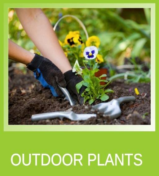 icon_outdoor_plants icon_outdoor_plants