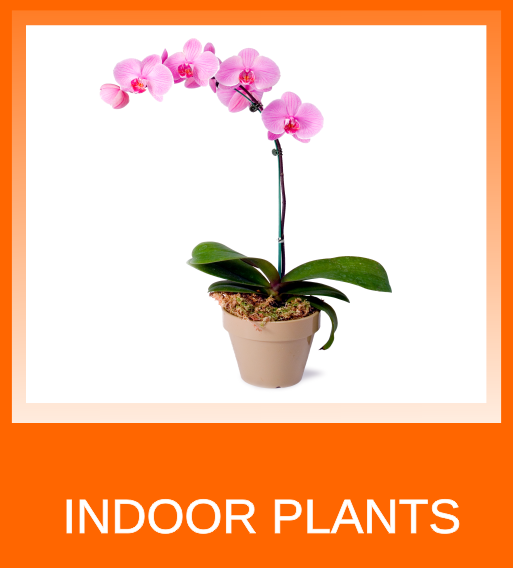 indoor plants indoor plants