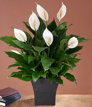 air. peace lily