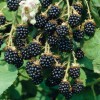 Blackberries Loughness