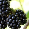 Blackberries Helen