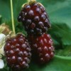 Boysenberries