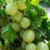 Gooseberries Invicta