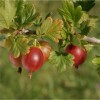 Gooseberries Pax