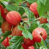 Gooseberries Hinnonmaki Red
