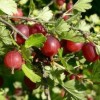Gooseberries  Whinhams Industry